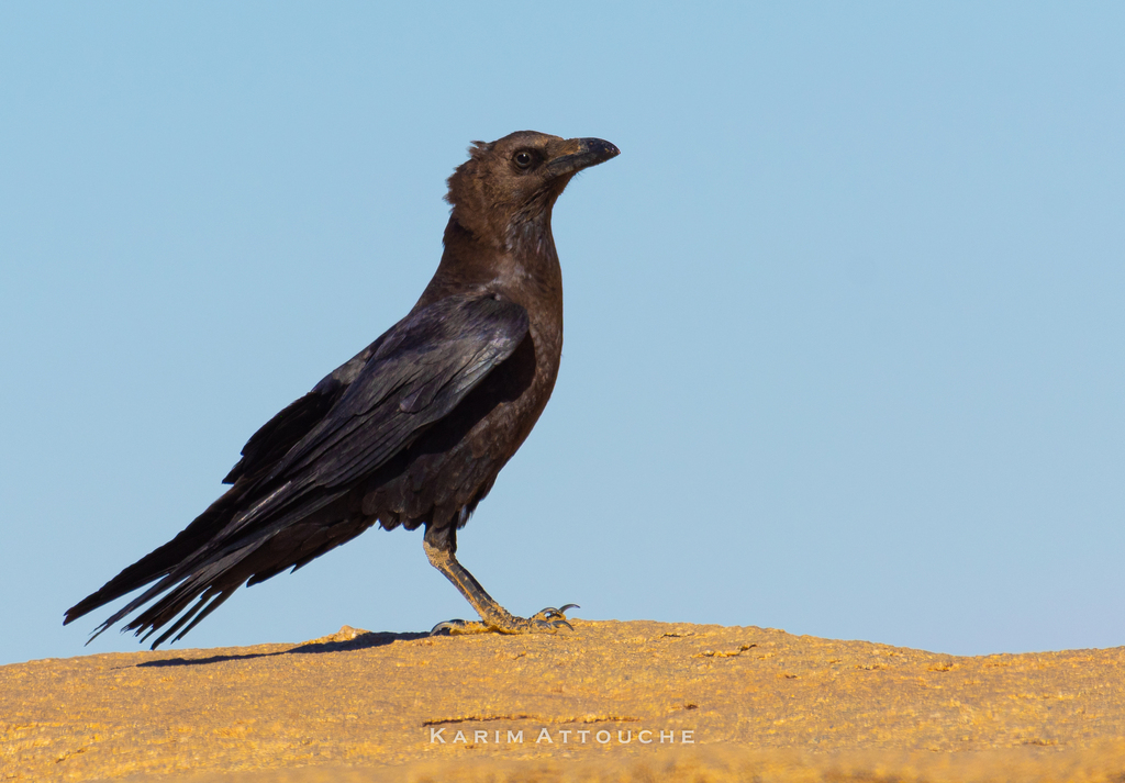 Brown-necked Raven