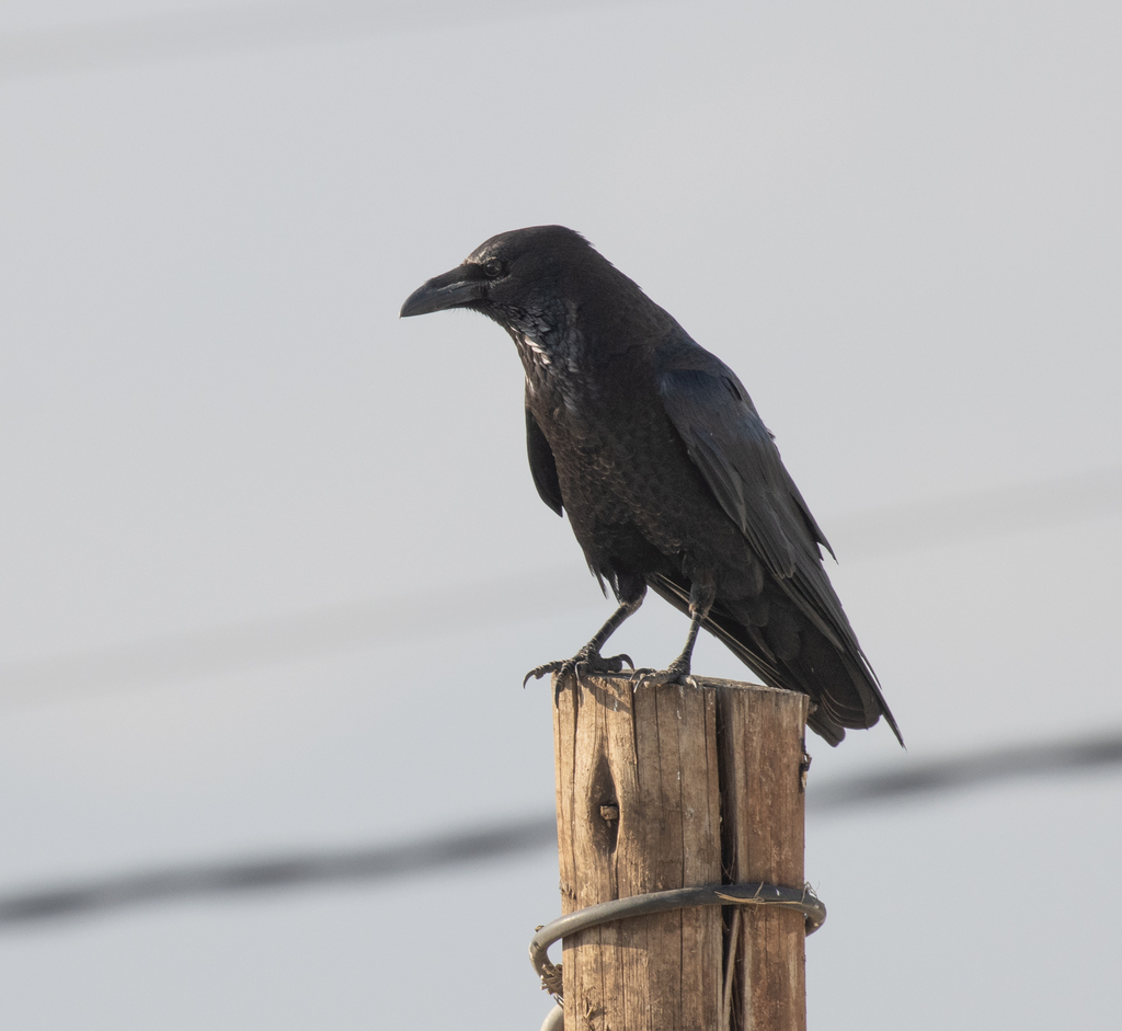 Somali Crow