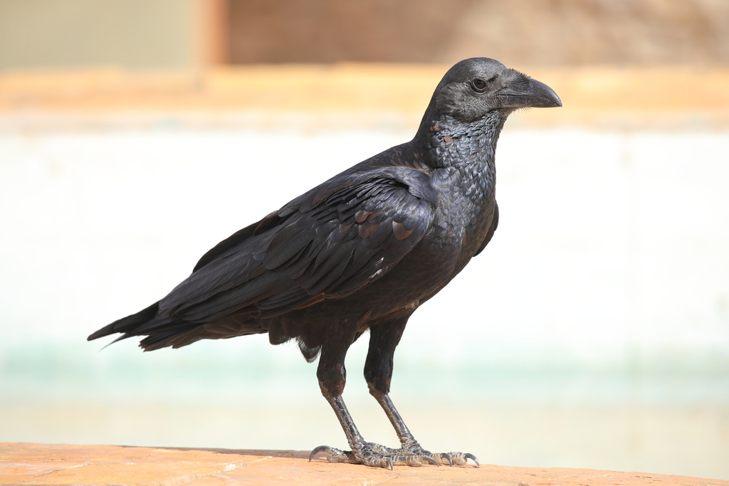 Fan-tailed Raven