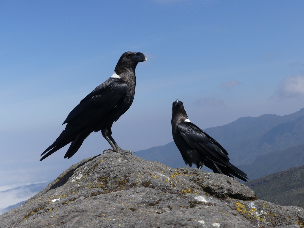 White-necked Raven