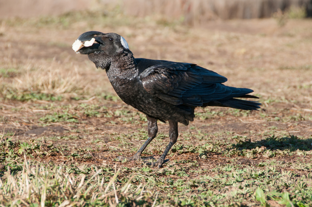 Thick-billed Raven