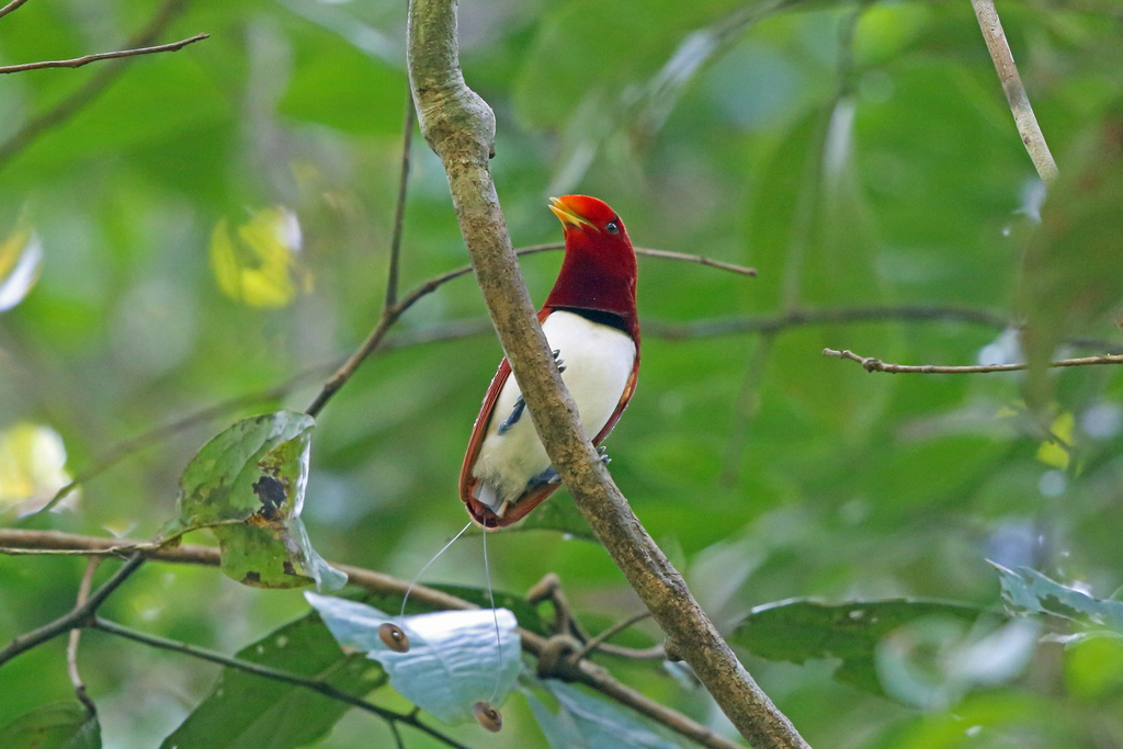 King Bird-of-paradise