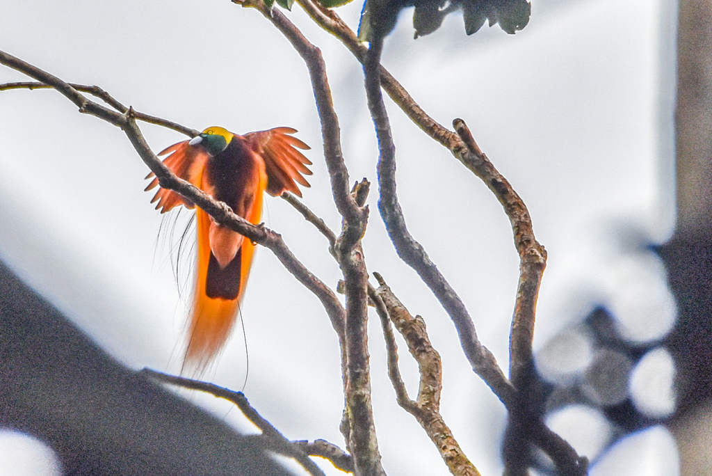 Greater Bird-of-paradise