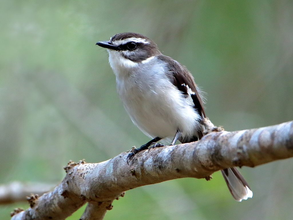White-browed Robin