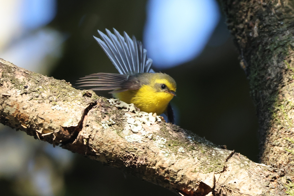 Yellow-bellied Fantail