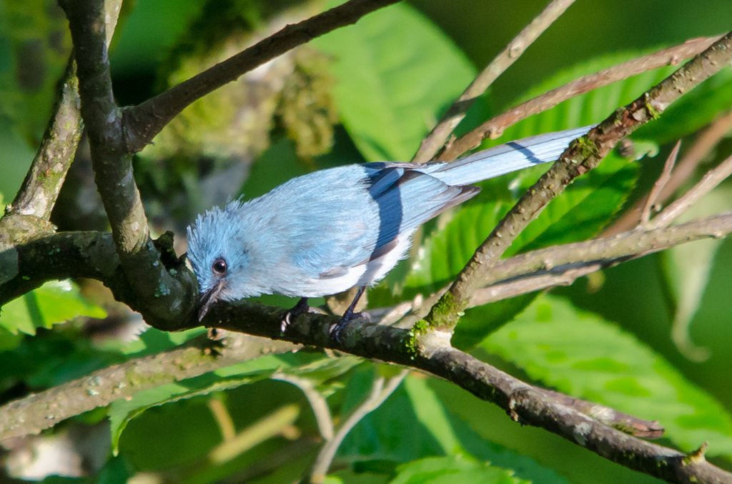 White-tailed Blue Flycatcher