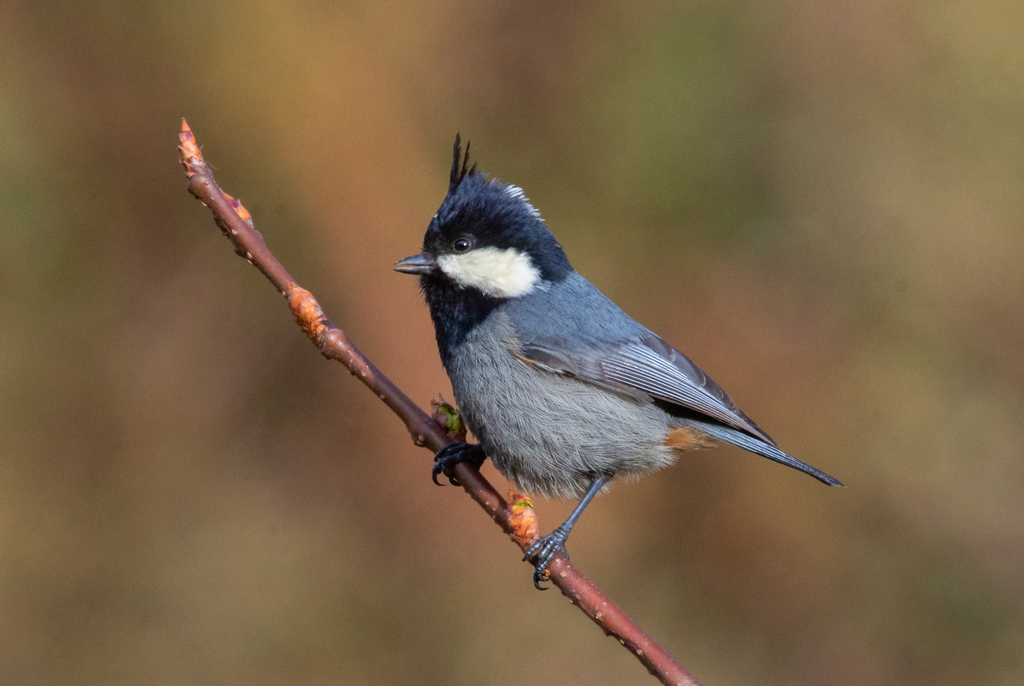 Rufous-vented Tit