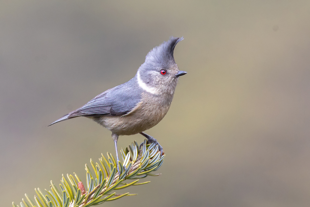 Grey-crested Tit