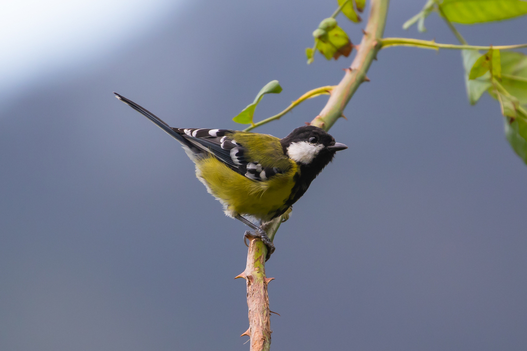 Green-backed Tit