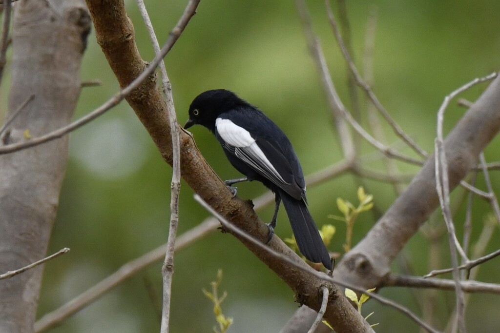 White-shouldered Black Tit