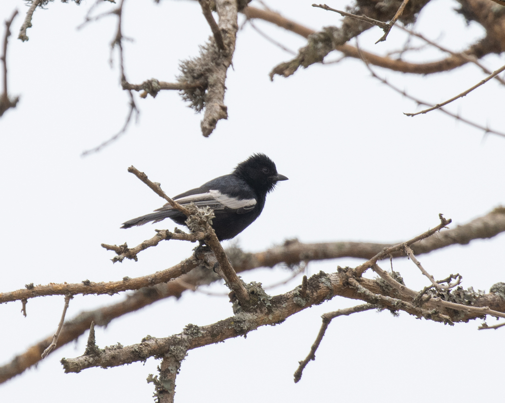 White-winged Black Tit