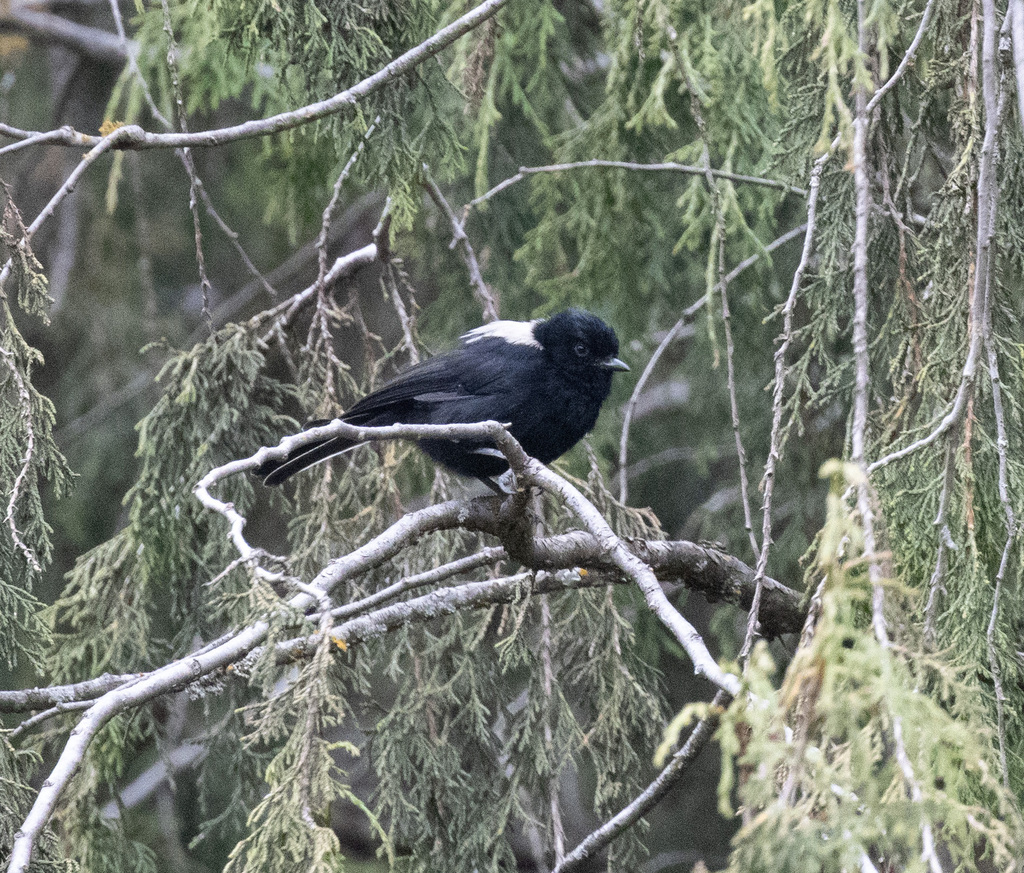 White-backed Black Tit