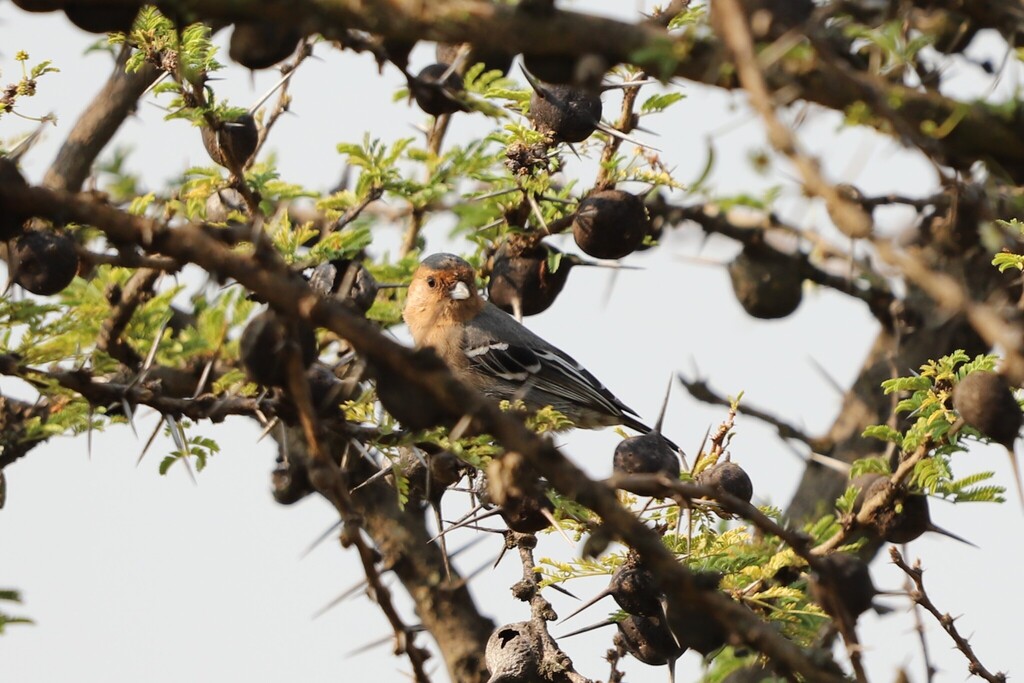 Red-throated Tit
