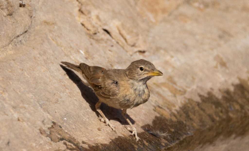 Desert Lark
