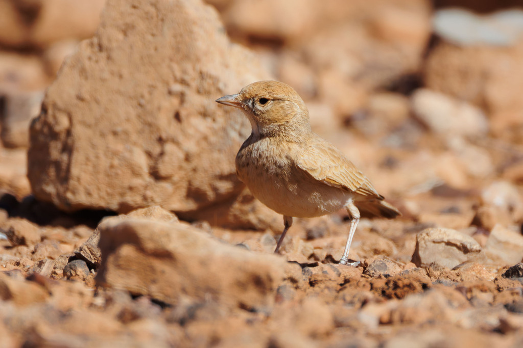 Bar-tailed Lark