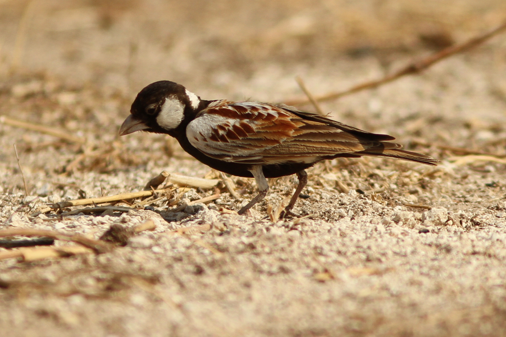 Chestnut-backed Sparrow-Lark