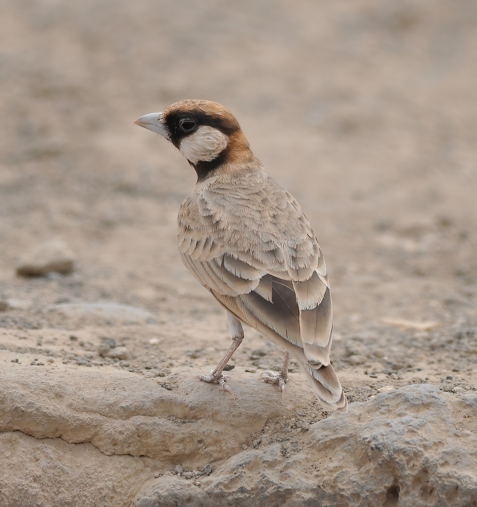 Fischer’s Sparrow-Lark