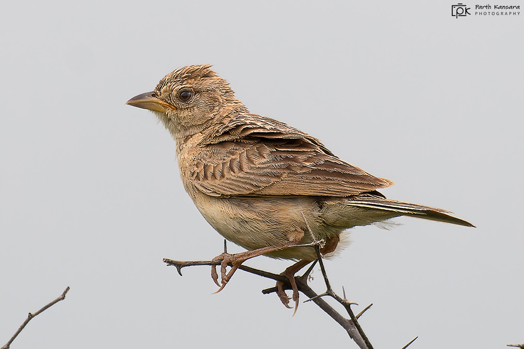 Singing Bush Lark