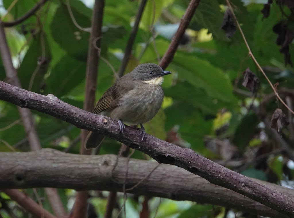 Pale-throated Greenbul