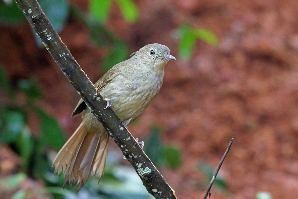 Cabanis’s Greenbul
