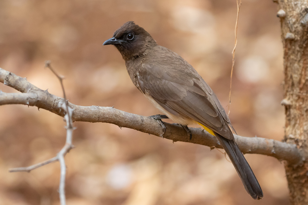 Common Bulbul