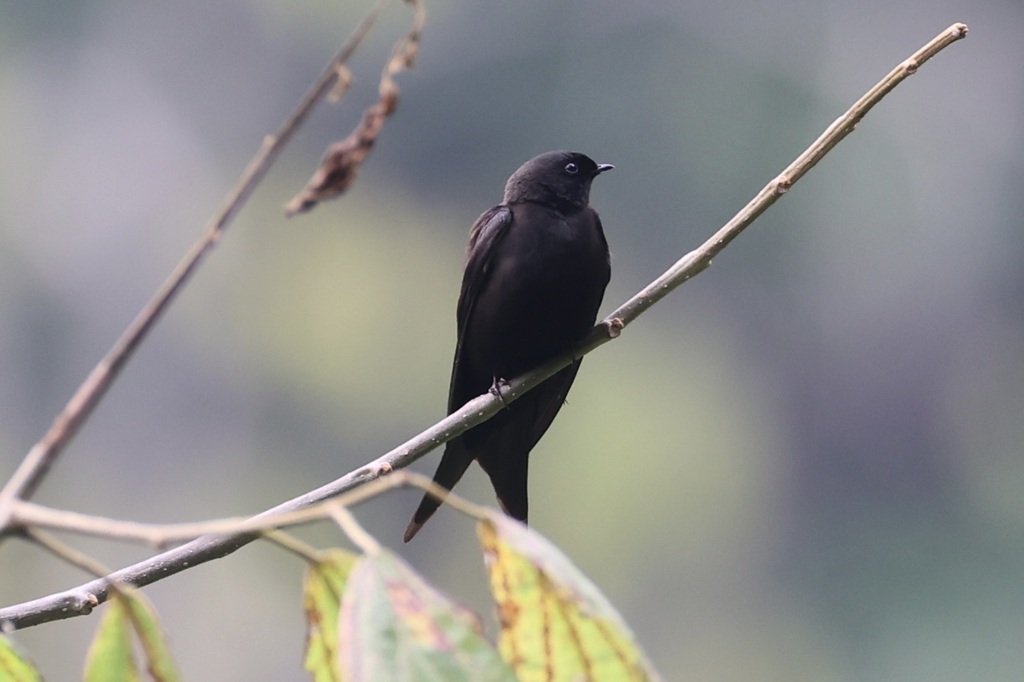 Black Saw-wing