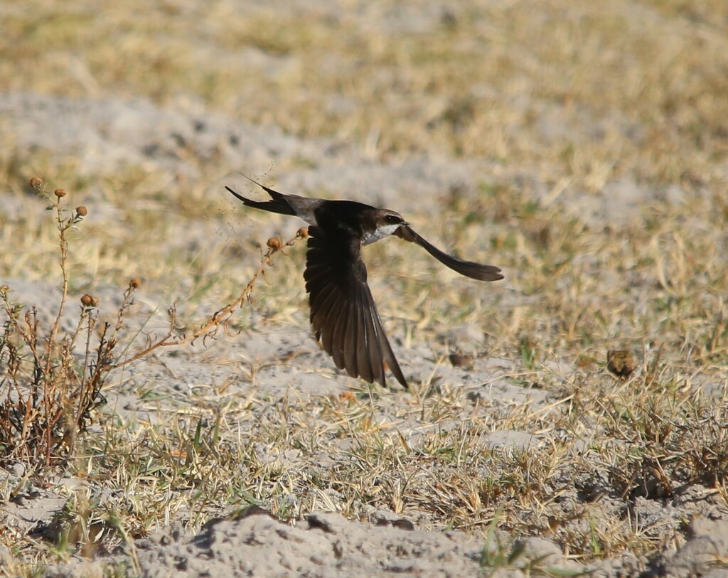Grey-rumped Swallow