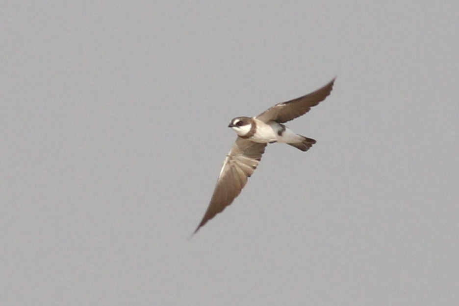 Banded Martin