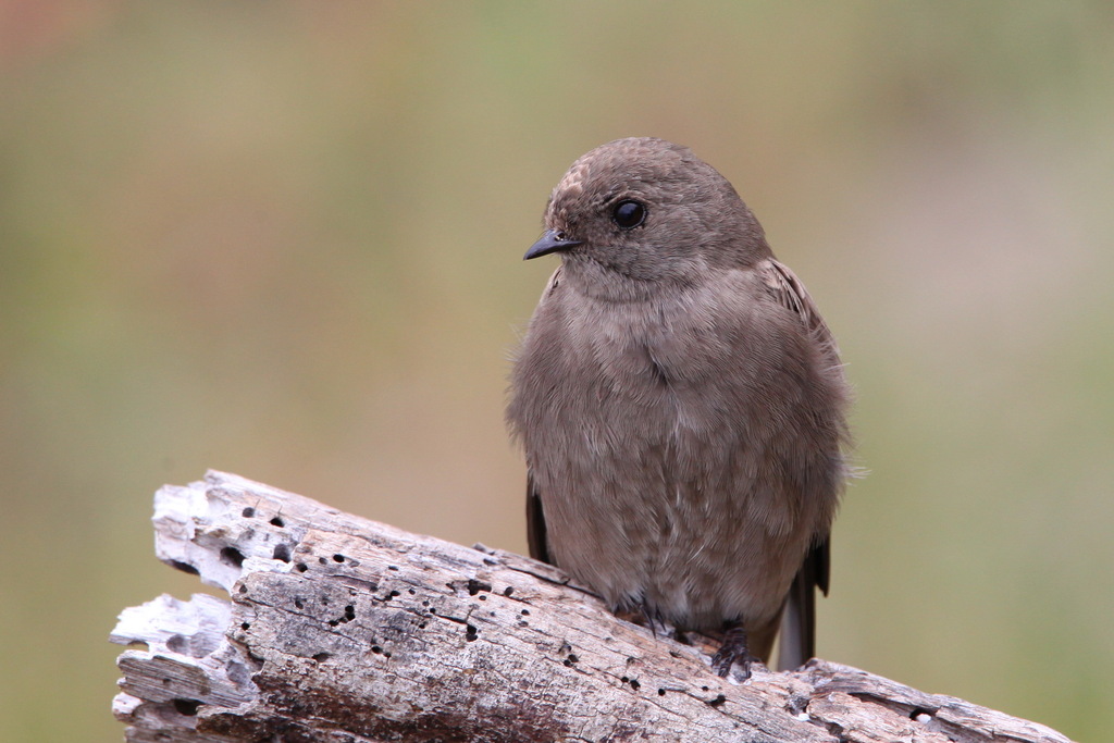 Brown-throated Martin
