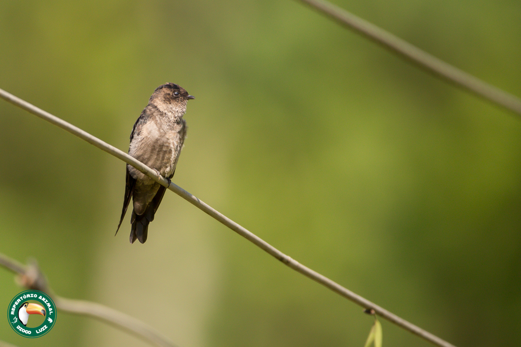 White-thighed Swallow
