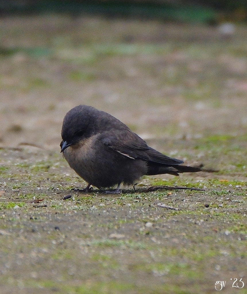 Red-throated Rock Martin