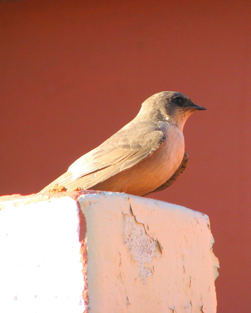 Large Rock Martin