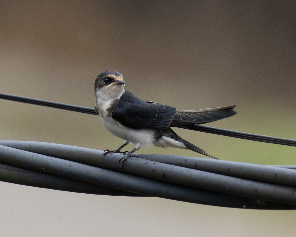 Ethiopian Swallow