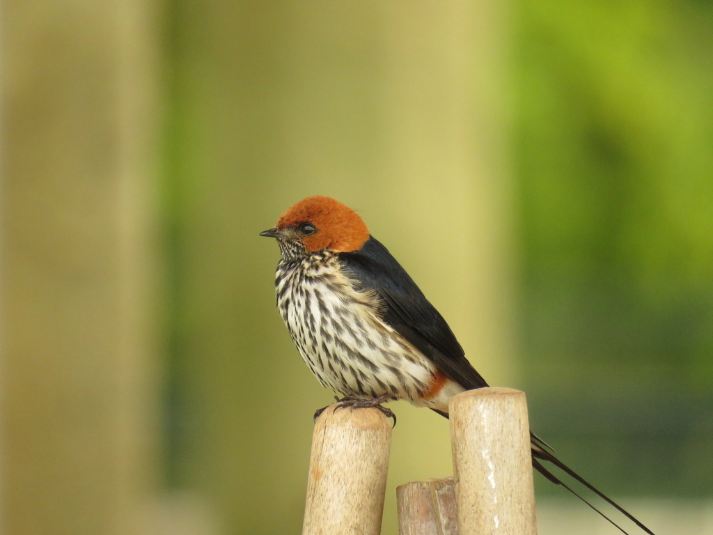 Lesser Striped Swallow