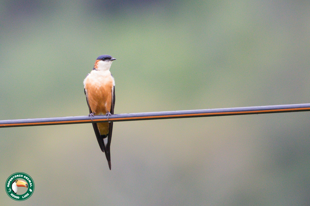 Mosque Swallow