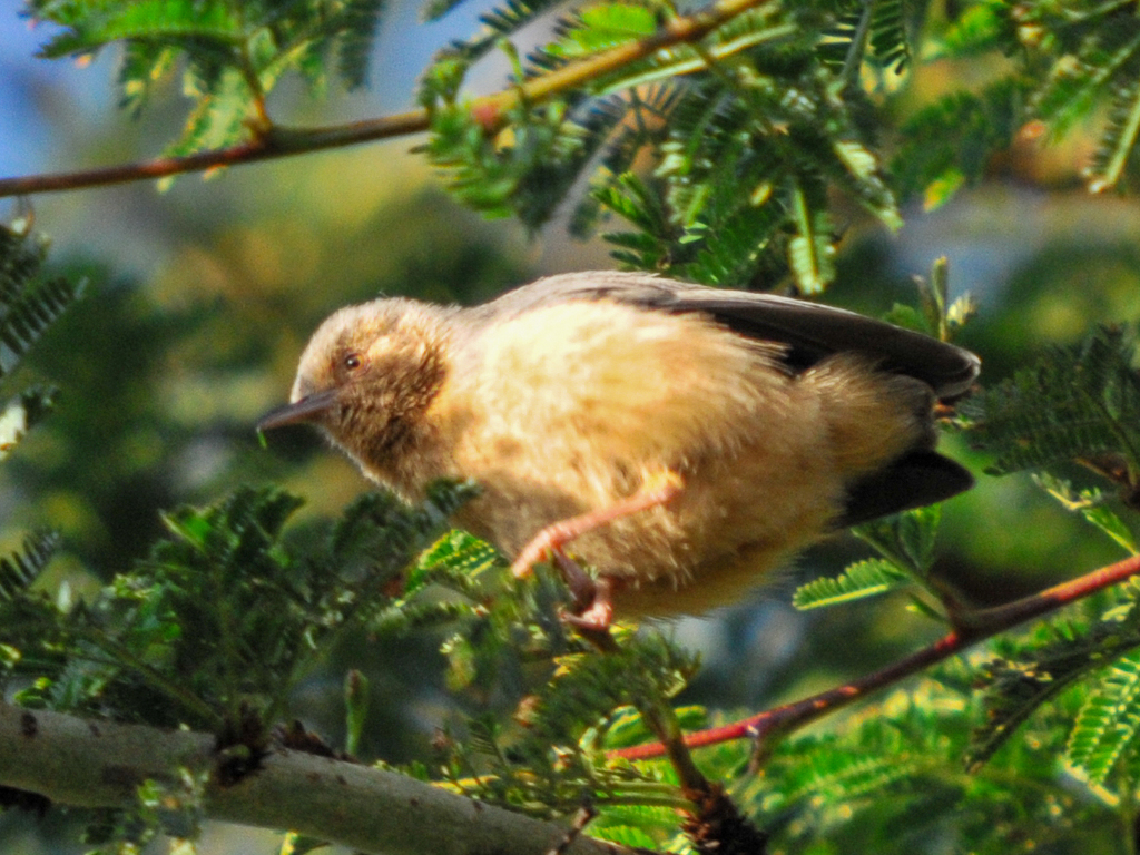 Red-faced Crombec