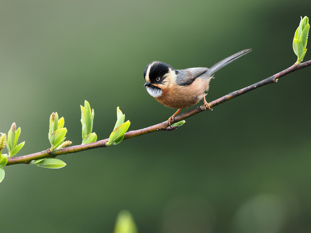 Rufous-fronted Bushtit