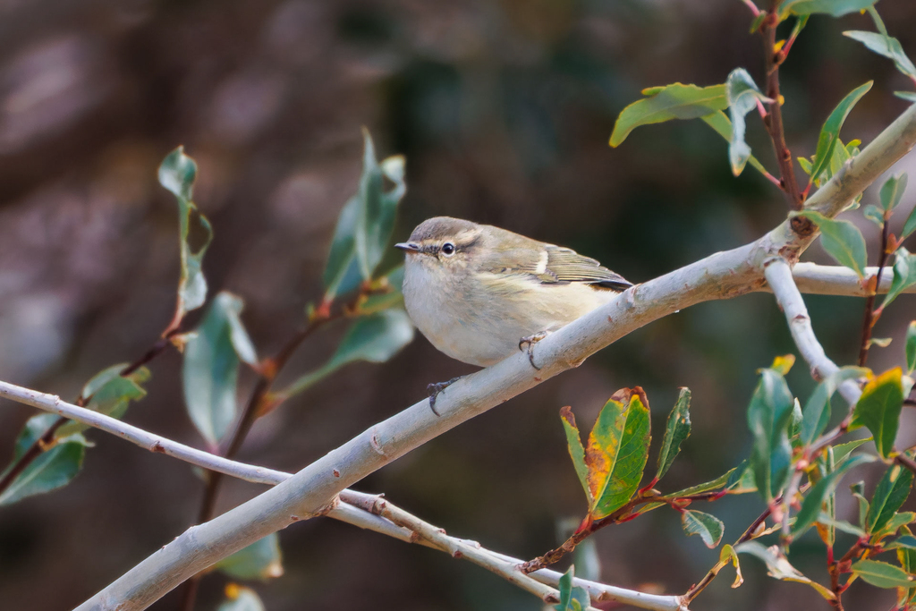 Hume’s Leaf Warbler