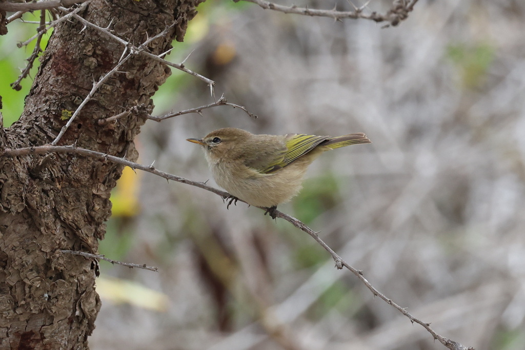 Brown Woodland Warbler