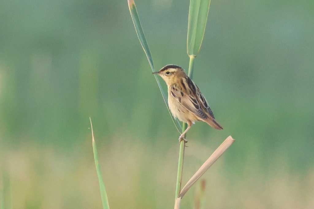 Aquatic Warbler
