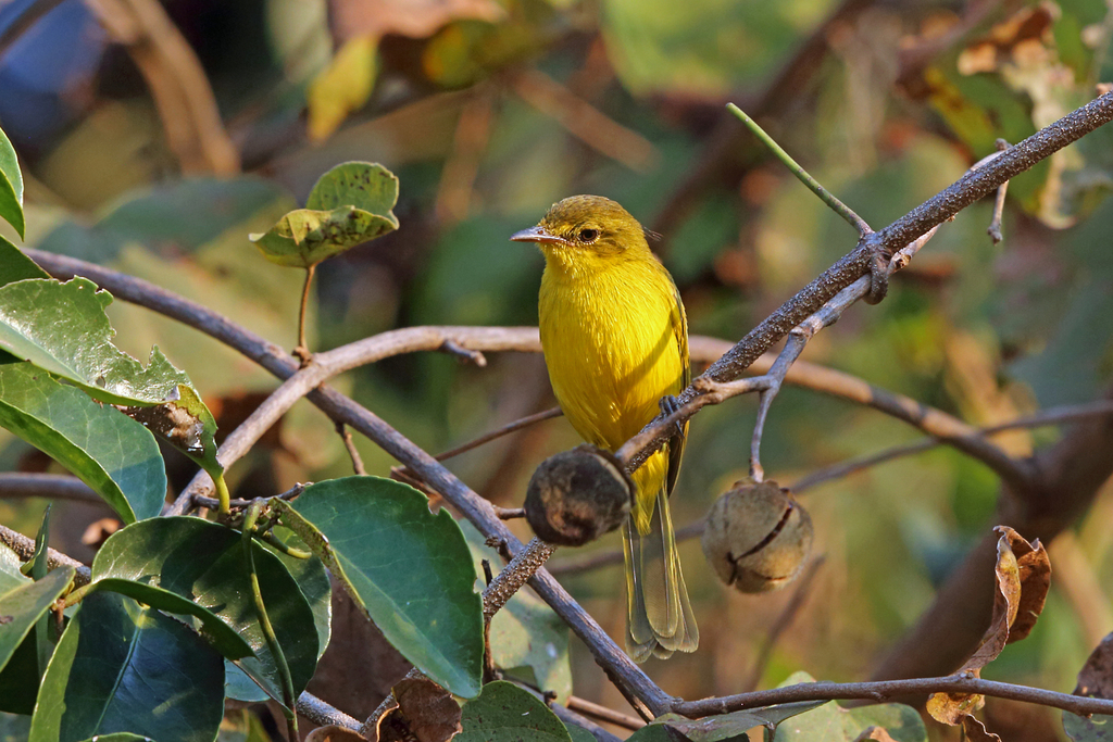 African Yellow Warbler