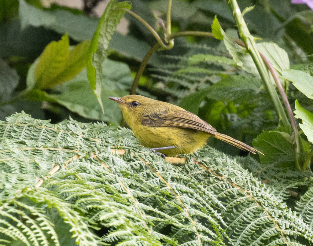 Mountain Yellow Warbler