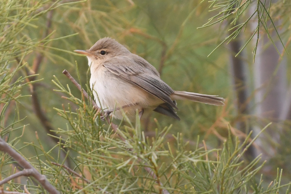 Eastern Olivaceous Warbler