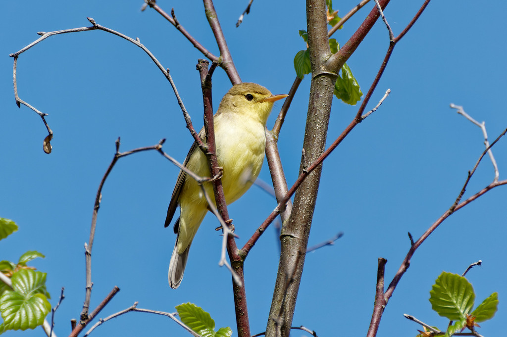 Melodious Warbler