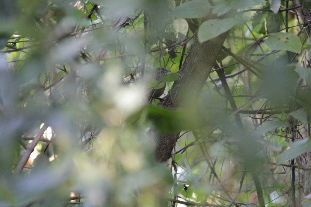 Evergreen Forest Warbler