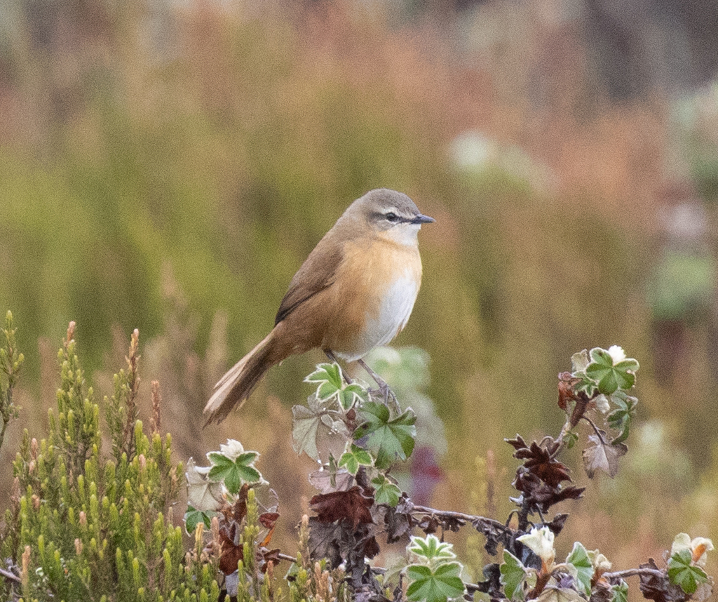 Cinnamon Bracken Warbler