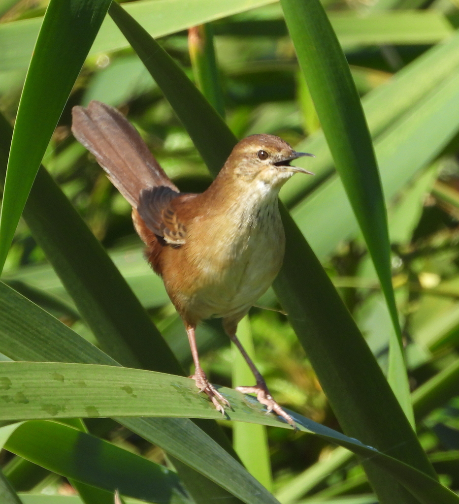 Little Rush Warbler