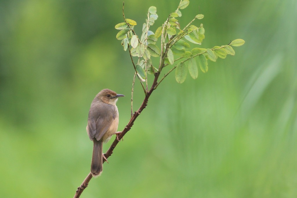 Red-faced Cisticola