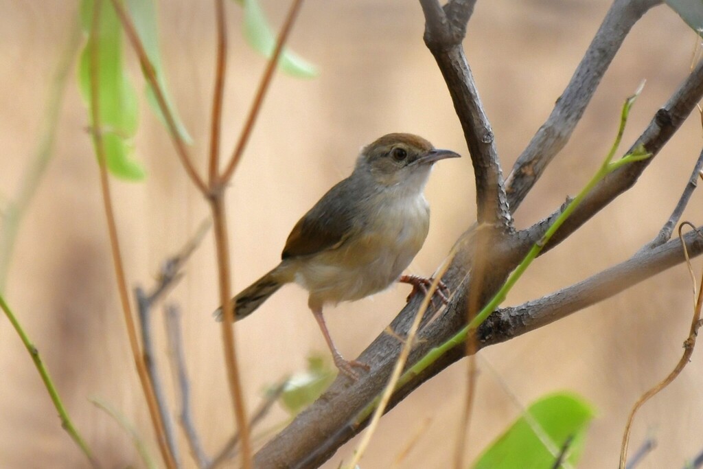 Singing Cisticola