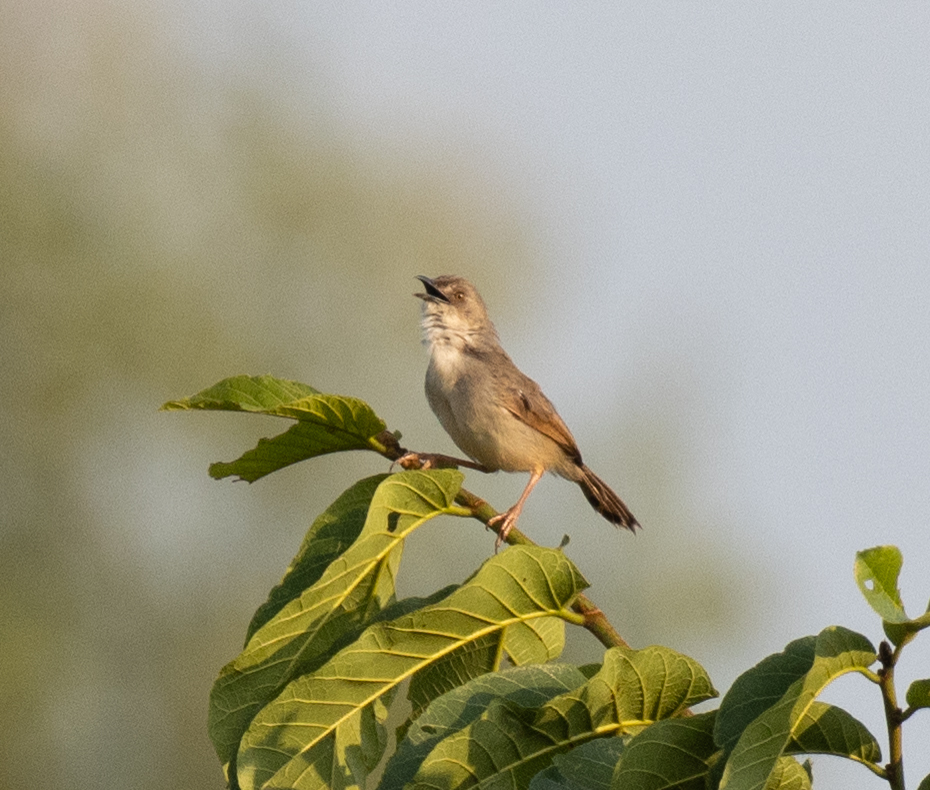 Whistling Cisticola